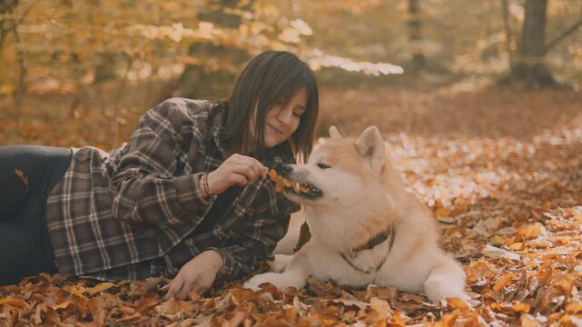 young woman walking and playing with her japanese akita puppy in autumn forest