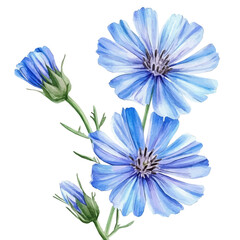 A hand-drawn illustration painting of a chicory flowers in soft watercolor style, featuring delicate brush strokes, isolated on a white background, artistic, painted design, EPS format