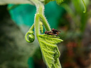Captured in a close-up, two flies are perched on a vibrant, hairy green leaf. The shot emphasizes the intricate details of nature and the small interactions of wildlife, captured in macro photography.