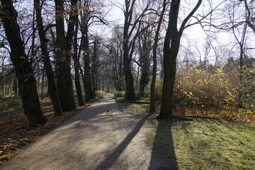 Obraz premium A fine sunny day in an old city park. Bright autumn leaves and tall trees. Paths and walkways.