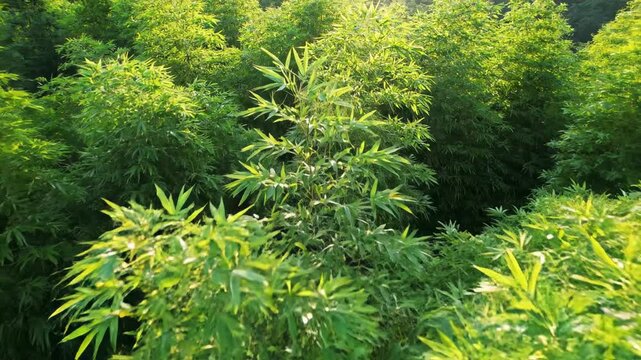 Close-up macro texture of fresh green moss, grass, and pine tree leaves in a spring forest setting