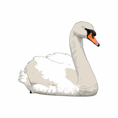 swan vector with white background 