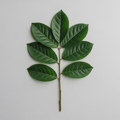 Lush Green Branch Detailed View of Fresh Leaves on a Light Surface