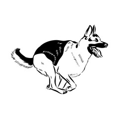 Eastern European shepherd, vector sketch