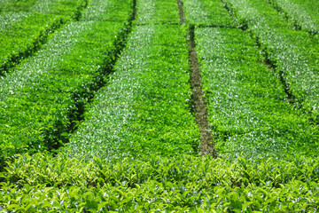 Close-up of bright green tea leaves growing in neat rows under the sun. Freshness, vitality, beauty of a tropical tea plantation, nature, agriculture, organic farming in asian mountain highlands.