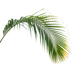 Obraz premium Palm leaf