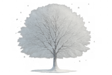 Deciduous winter tree covered in soft fresh snow creating a frosted white landscape element on transparent background