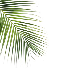 Obraz premium Palm leaf