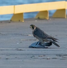 Peregrine Falcon