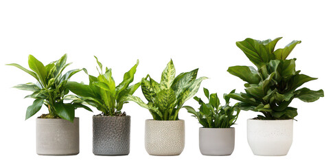 Fototapeta premium A serene display of five diverse indoor plants in stylish pots arranged on a clean surface. highlighting the beauty of nature in a minimalist setting. perfect for home decor inspiration
