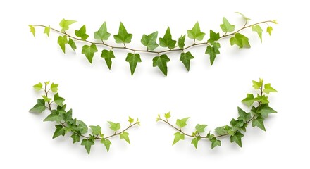 Ivy garland, a beautiful decoration for any occasion