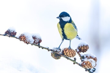 A great tit sits on a snowy larch twig with cones. Winter scene with a great tit. Parus major