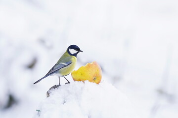 A great tit sits on a snowy tree stump and eats an apple. Winter scene with a great tit. Parus major