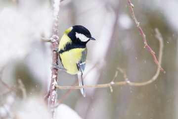 A cute great tit sits on a snowy twig. Winter scene with a great tit. Parus major