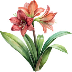 Fototapeta premium Red Amaryllis Flower Botanical Watercolor Vector Illustration