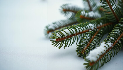 Evergreen branches on snowy surface, serene winter nature detail
