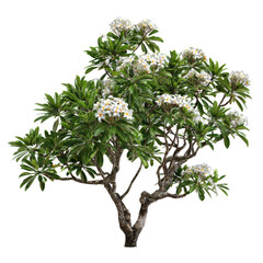 Plumeria frangipani tree with white flowers on transparent background