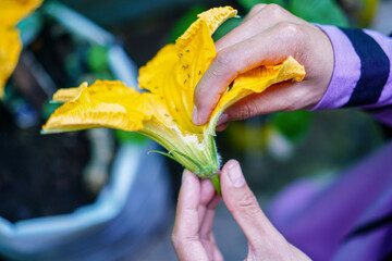 Close-up shot captures the delicate beauty of a large, vibrant yellow flower held by hands, showcasing its intricate details and the tiny insects it hosts, with a soft, natural light.