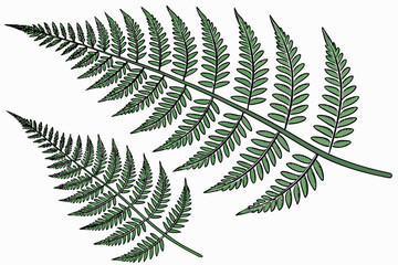 fern leaf isolated