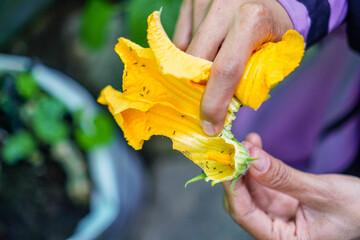 Close-up depicts hands gently holding a vibrant, yellow zucchini flower, alive with tiny ants crawling across its petals. Soft light enhances the flower's texture, creating an inviting composition.