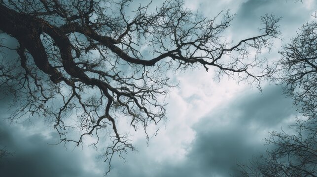 Bare branches against a cloudy sky Dismal autumn park Winter forest Curved lines Mystical Halloween theme Dramatic wallpaper scene - Powered by Adobe