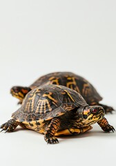 Obraz premium Pair of Eastern Box Turtles in Studio Setting Wildlife Nature Reptile