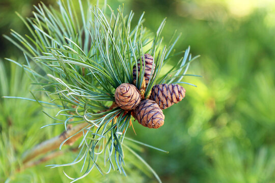 A branch of the small-flowered pine (Pinus parviflora) with four cones.