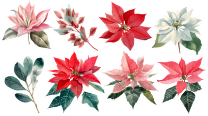 Christmas poinsettia flower watercolor clipart isolated on white background