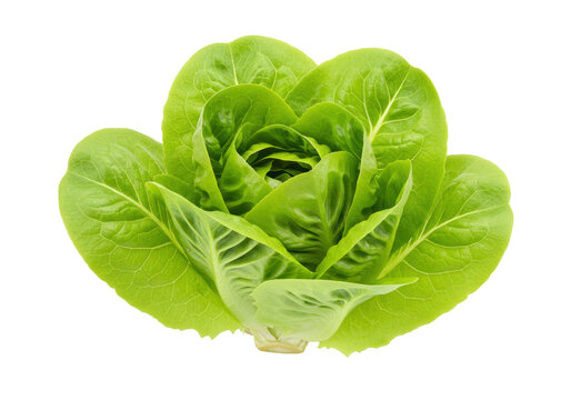 Isolated green romaine lettuce head, fresh and healthy salad ingredient for vegan diet