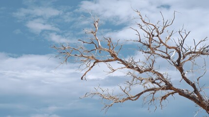 bare branches against a cloudy sky