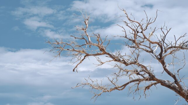bare branches against a cloudy sky