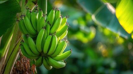 A lively cluster of immature green bananas on a banana tree in a Dominican Republic tropical farm with sunlight illuminating their smooth fresh skin