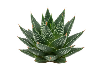 Isolated Zebra succulent, a Haworthia or Aloe with green leaves and white spots, single object