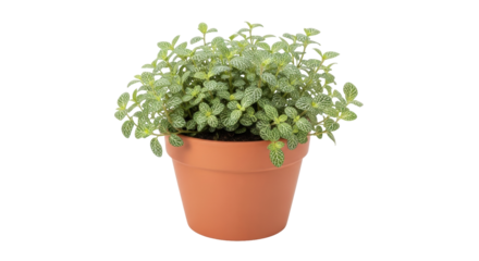 Isolated Fittonia plant in terracotta pot, nerve plant, indoor decorative greenery potplant