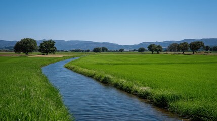 Obraz premium Lush Green Fields with an Irrigation Canal Flowing Through Agricultural Landscape