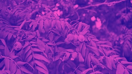 Plant images for wallpaper, background, web design, and office
