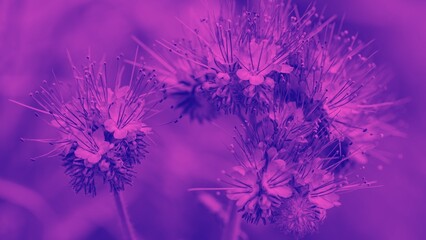 Plant images for wallpaper, background, web design, and office
