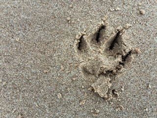 Dog Paw Print in Wet Sand Texture Background with Copy Space
