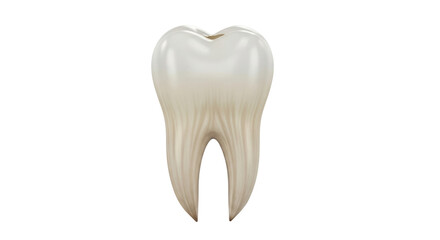 Isolated molar tooth illustration, human anatomy, medical dentistry, root canal model