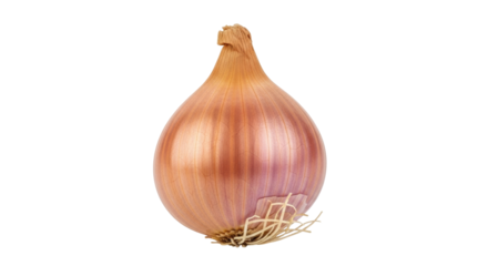 Isolated shallot with a golden brown skin, with roots and the top dry, healthy food product
