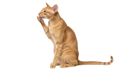 Isolated oriental cat cleaning itself, feline beauty, domestic animal in studio shot, kitty