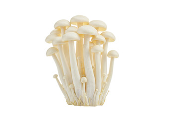 Isolated enoki mushrooms cluster showing healthy edible vegetable used for cooking in food industry