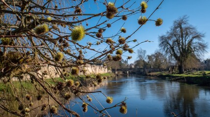 Sarthe France March 2025 Spring s arrival brings new leaves to weeping willows and mistletoe to poplars set against a blue sky