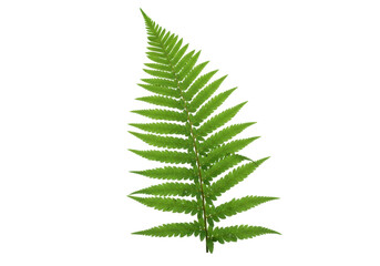 Isolated Polypodiopsida Leaf, Woodland Fern Frond on Plain Backdrop, Botanical Beauty