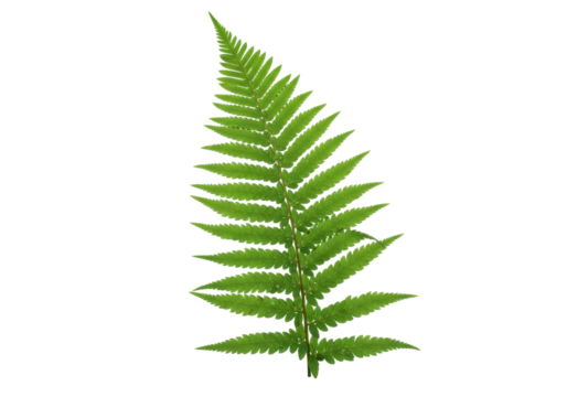 Isolated Polypodiopsida Leaf, Woodland Fern Frond on Plain Backdrop, Botanical Beauty