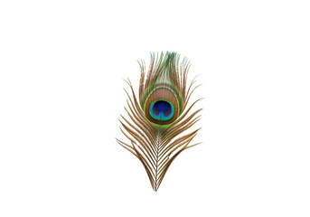 Isolated peacock feather with iridescent eye spot, elegant, nature, avian plumage