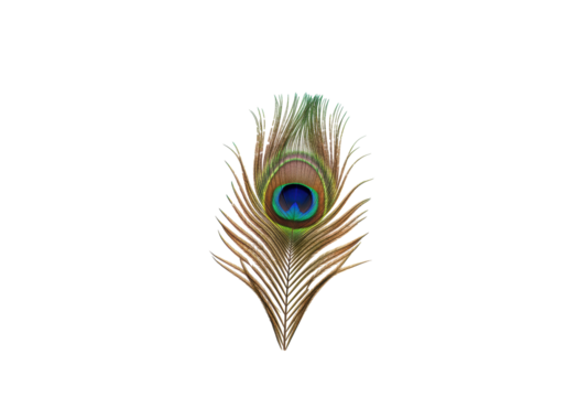 Isolated peacock feather with iridescent eye spot, elegant, nature, avian plumage