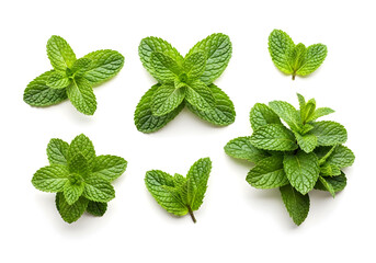 Fresh Mint Variety: A vibrant array of fresh mint sprigs, showcasing the lush green leaves and intricate details of these aromatic herbs, perfect for culinary and herbal uses.