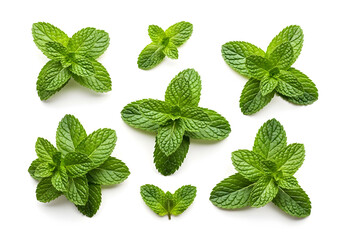 Mint Leaves Freshly Displayed: A vibrant display of fresh mint leaves, showcasing their lush green color and intricate textures, perfect for culinary and herbal use.