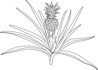 Naklejka premium Coloring page with pineapple plant (Ananas comosus) with ripe pineapple fruit and leaves isolated on white background